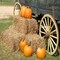 Fall Festival Fragrance Oil (Our Version of the Brand Name) (8 oz Bottle) for Candle Making, Soap Making, Tart Making, Room Sprays, Lotions, Car Fresheners, Slime, Bath Bombs, Warmers…